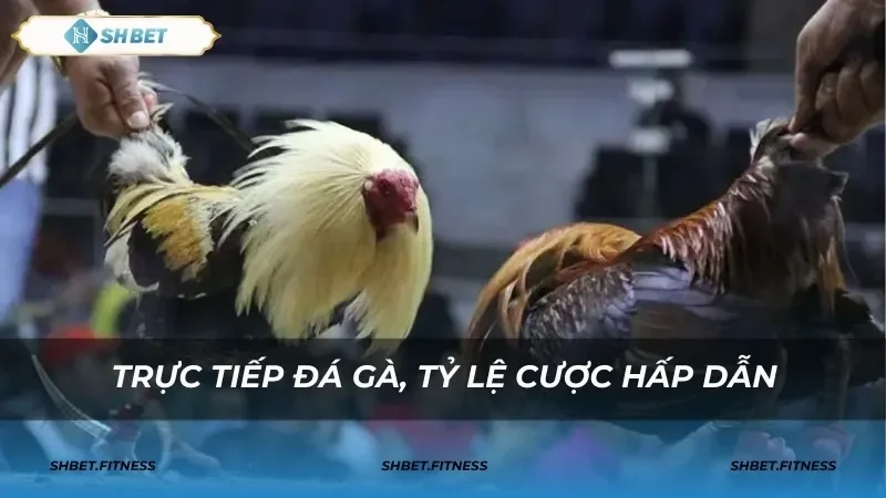 Giới thiệu nguồn gốc và đặc điểm của đá gà trực tiếp C1
