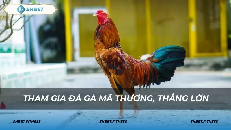 Giới thiệu Sabong – trường đấu nổi tiếng cho các trận đá gà online