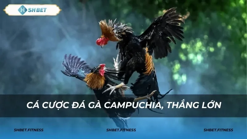 Giới thiệu về đá gà Campuchia và trường đấu Sabong