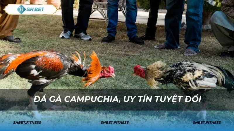 Các thuật ngữ cá cược quan trọng trong đá gà Campuchia