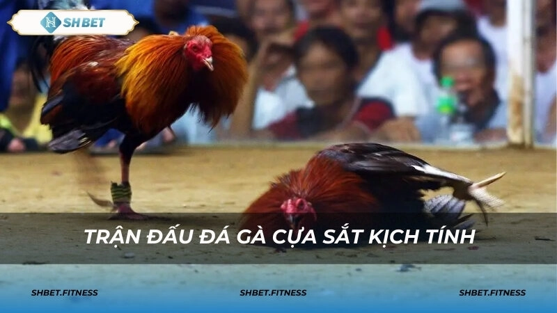 Các thuật ngữ quan trọng trong đá gà cựa sắt