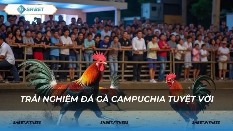 Cách chọn gà đá thành công