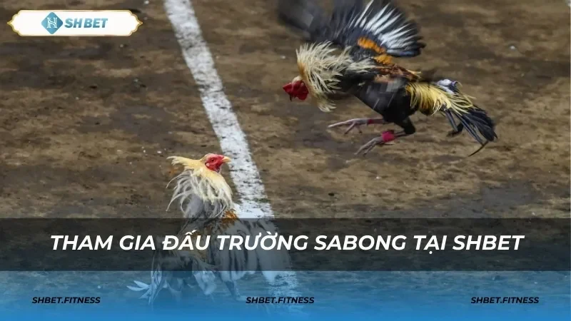 Vũ khí "cựa dao" đặc trưng trong đá gà Mỹ