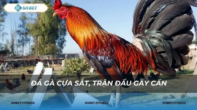 Ưu điểm và tính năng nổi bật của đá gà cựa sắt