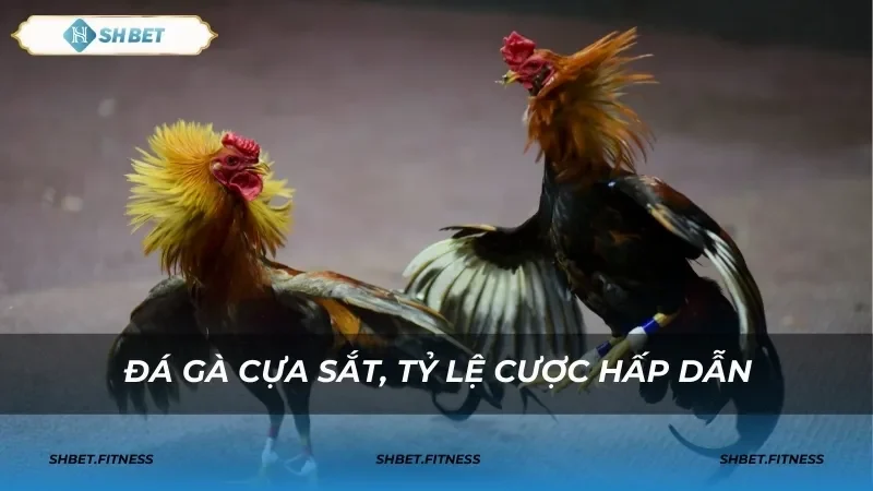 Cách đặt cược và mẹo cược đá gà cựa sắt