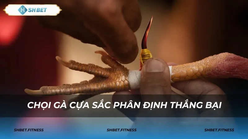 Chiến thuật cược theo từng giai đoạn trận đấu