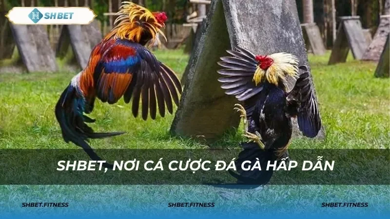 Những thuật ngữ đặc trưng trong việc đặt cược