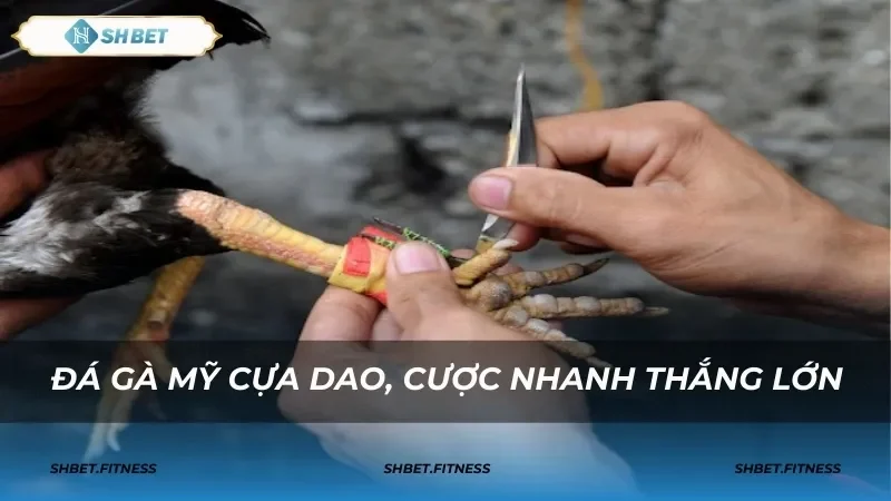Các thuật ngữ quan trọng trong đá gà Mỹ cựa dao