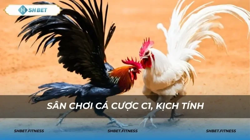 Cách đặt cược đá gà trực tiếp C1