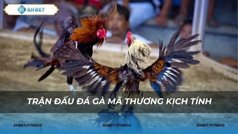 Các tính năng nổi bật của nền tảng cá cược đá gà online