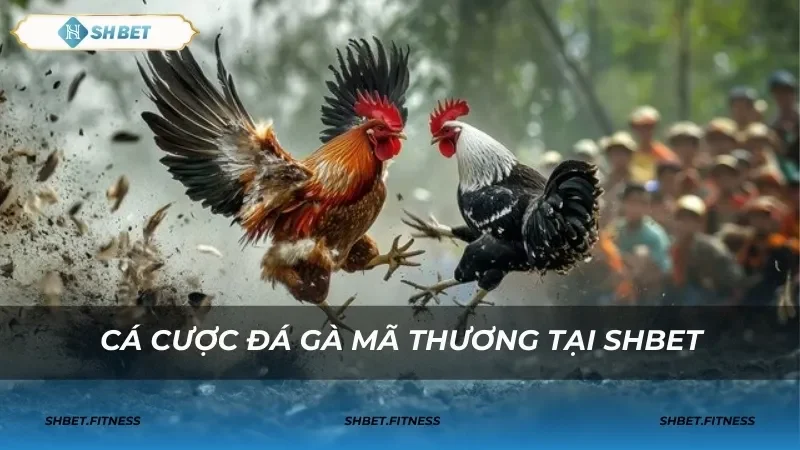 Chiến lược cược nâng cao trong đá gà mã thương