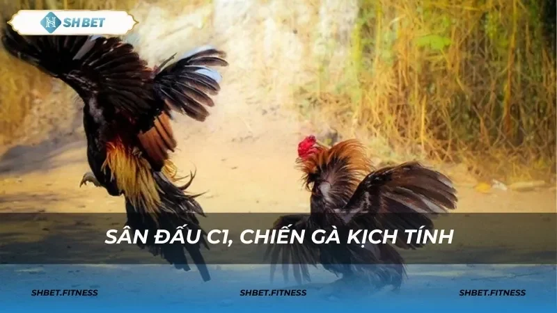 Mẹo cược đá gà trực tiếp c1 để thắng lớn