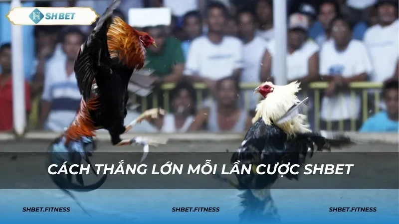 Hướng dẫn đặt cược và mẹo cược đá gà mỹ cựa dao